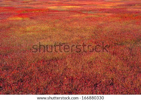 A large field of blueberry bushes as their leaves turn red in the very late fall.
