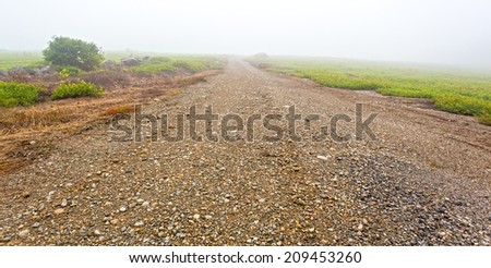 A close view of a gravel road between two blueberry fields in the mist of early morning in rural Maine.