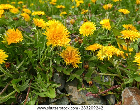 A large group of dandelion weeds covering a lawn with rocks in the foreground.