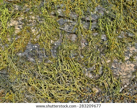 Sprawling seaweed atop rocks at low tide in the North Atlantic Ocean.