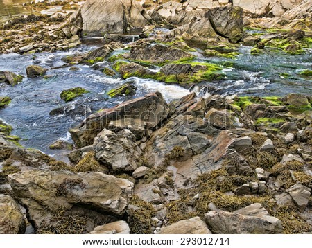 A salt water stream at low tide with large rocks and boulders covered with green algae and seaweed on the coast of Maine.