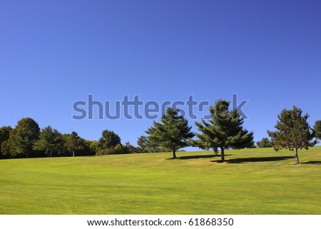 Several trees against a brilliant blue sky with a well manicured lawn.