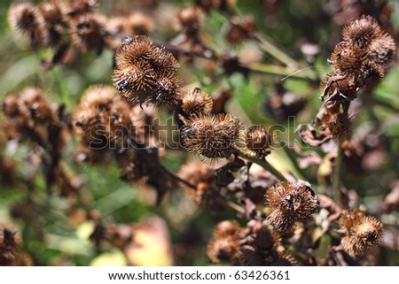 Thistle Bushes