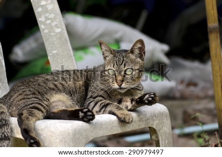 Tabby Cat  lying on chair