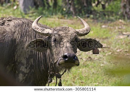 buffalo (Water buffalo)