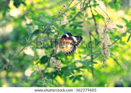 Leopard lacewing butterfly on nature background with film style colors