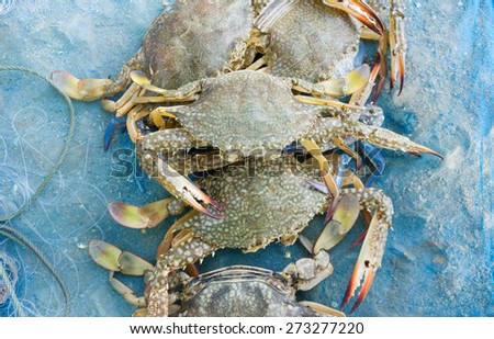 Raw blue crab on the blue net fisherman