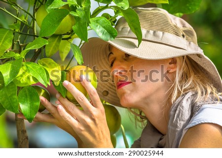 Farmer controlling grapefruits on the tree. Concepts of sustainable living, outdoor work , contact with nature, healthy food.