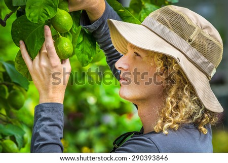 Farmer checking lemons on the tree. Concepts of sustainable living, nature, healthy food.