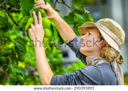 Farmer checking and controlling lemons on the tree. Concepts of sustainable living, work outdoors, contact with nature, healthy food.