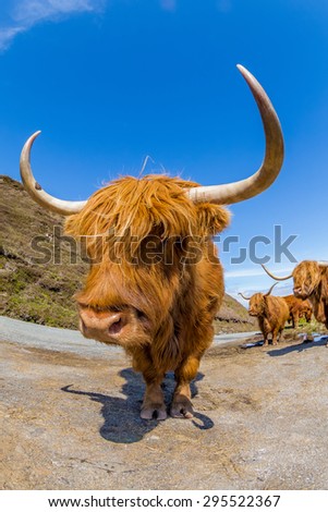 Closeup of a fun Highland Red Cow in a Scottish countryside. Elgol in Skye Island, Scotland, Europe.