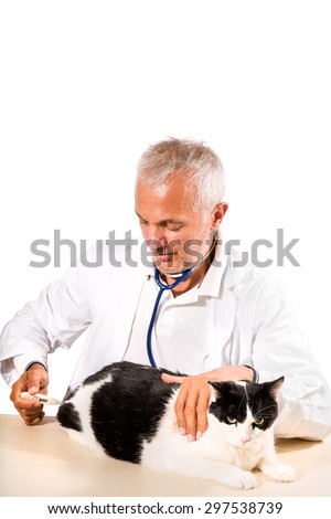 Veterinarian male doctor measures the temperature of a cat on white background.