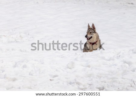 A Czechoslovakian wolf dog with collar on snow in winter.