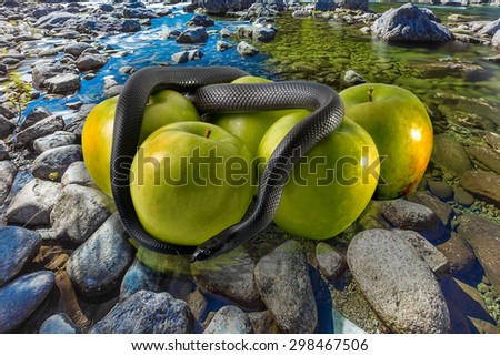 Black snake with green apples on stone ground background. concept: temptation, poison apples, poison earth, pollution and contamination, groundwater pollution, water pollution.