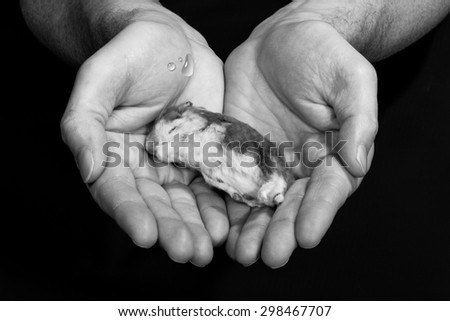 Death of a pet represented as a dead hamster in open hands with some drop tears, black and white.