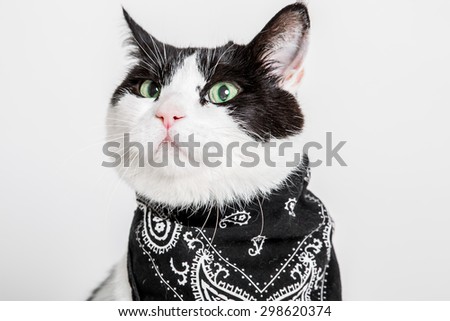 Black and white spotted short haired cat with green eyes and black bandana around neck. Studio, white buckground.