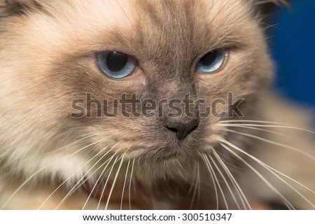 Close-up of Birman cats face. Cat portrait or Sacred Cat of Burma with blue eyes.