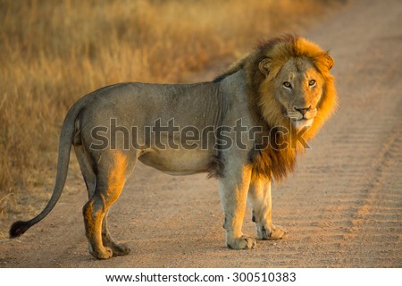 Side view of a Lion standing at sunrise, Panthera Leo, Kruger National Park, near Satara Camp, South Africa.
