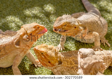 Pogona Vitticept reptiles competing for food, biting each other. Green background.