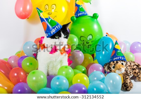 Black and white cat in animal party surrounded by colorful balloons, with hat and Hawaiian flower necklace, on white background.