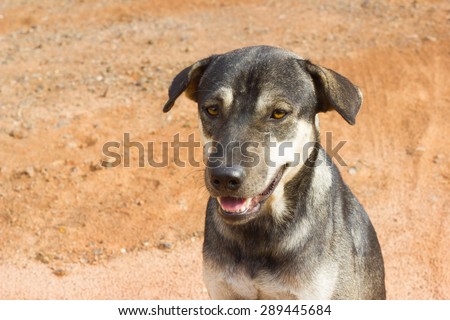 close up face of grey short hair dog in looking up position