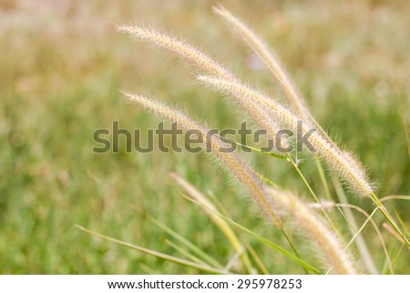 fox tail flower grass in the wind