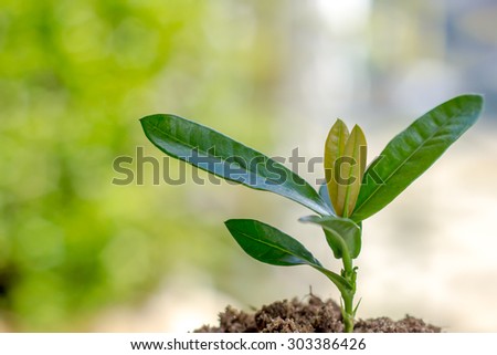 Seedling trees on green background