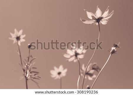flowers in garden in sepia tone style for background