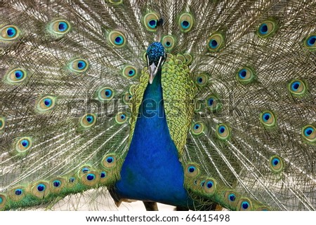 A peacock with its tail feathers fanned open