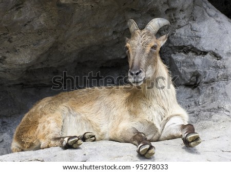 A horned mountain goat sitting on a rock ledge and looking curiously