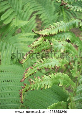 Fern Fronds In The Woods