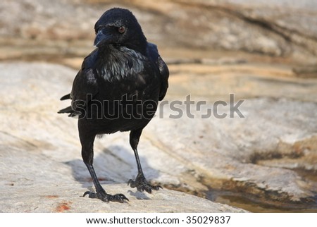 Black Crow walking across rocky ground