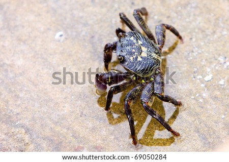 Common Rock Crab in shallow water.