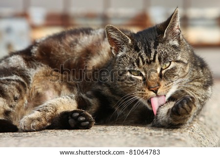 Wild cat washing itself in the warm sun