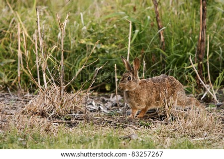 Wild brown rabbit running through bush and scrub.