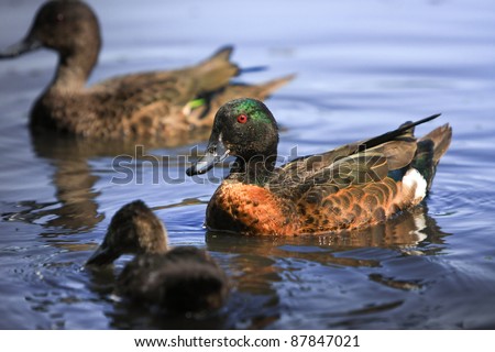 Male chestnut teal duck wading in water with other ducks.