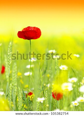 red poppy and wild flowers