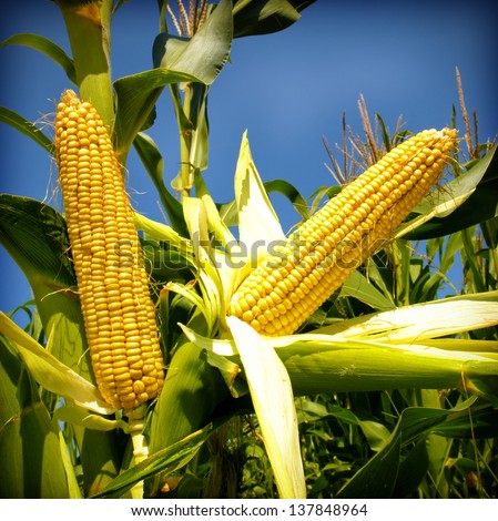 Corn Close-Up