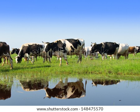 Cows On A Green Summer Meadow