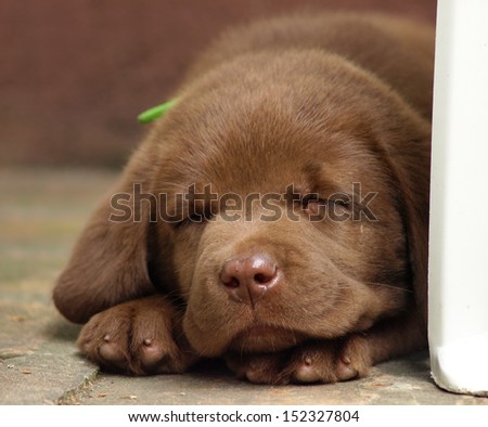 Sleeping chocolate lab puppy