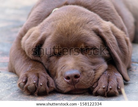 Sleeping Chocolate Labrador Puppy