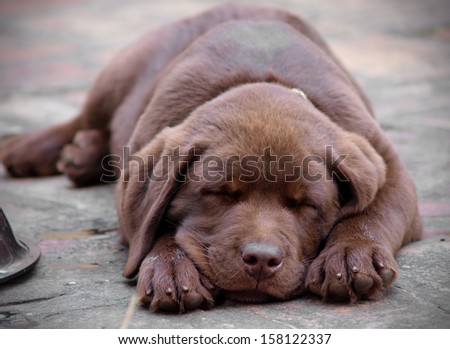 Sleeping chocolate labrador puppy