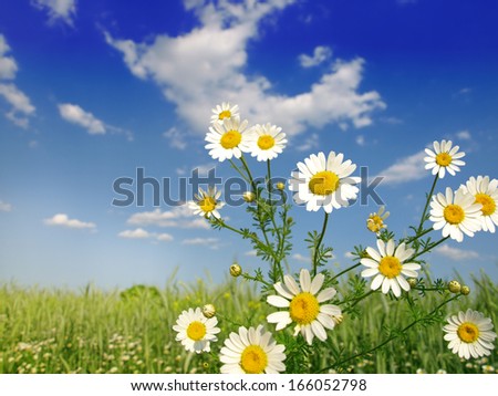 Summer wildflowers