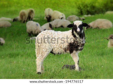 Little lamb standing alone with its family in the background