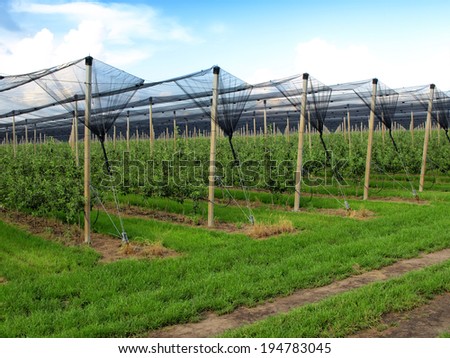 orchard with nets to protect against hail and birds