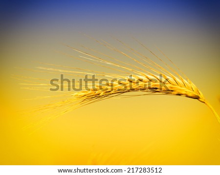 detail of one grain ear in wheat grain field