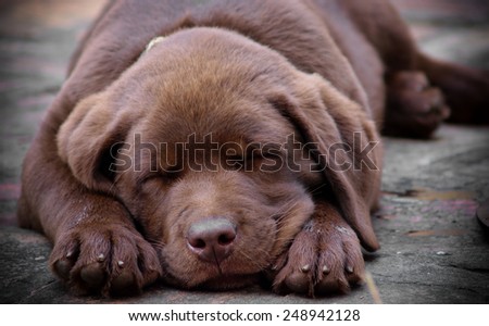Sleeping chocolate labrador puppy
