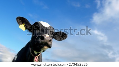 Head of the calf against the sky