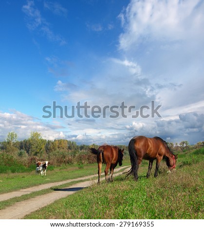 Two horses walking on the pasture
