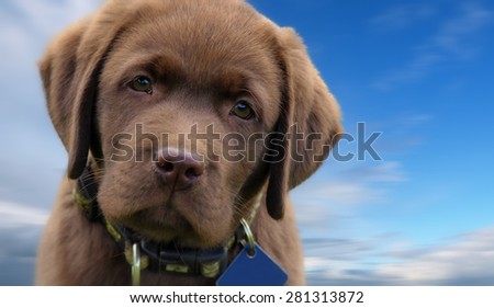 Cute chocolate labrador puppy